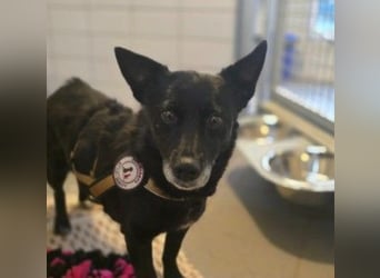 OTTILIE - schüchterne Hündin sucht verständnisvolles Zuhause