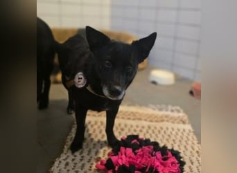 OTTILIE - schüchterne Hündin sucht verständnisvolles Zuhause