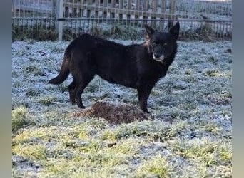 OTTILIE - schüchterne Hündin sucht verständnisvolles Zuhause
