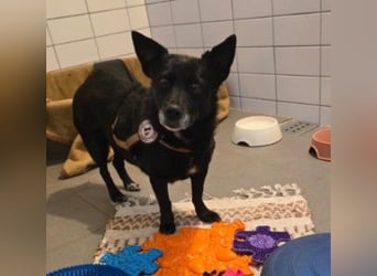 OTTILIE - schüchterne Hündin sucht verständnisvolles Zuhause