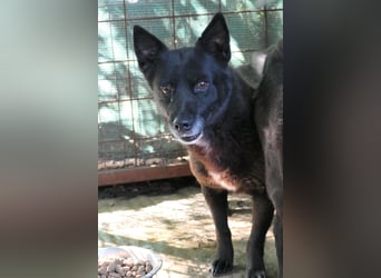 OTTILIE - schüchterne Hündin sucht verständnisvolles Zuhause