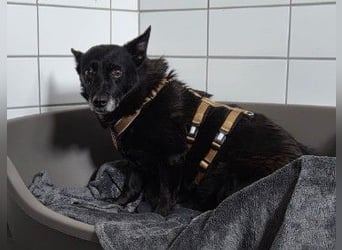 OTTILIE - schüchterne Hündin sucht verständnisvolles Zuhause