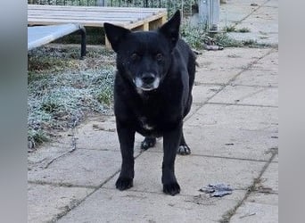 OTTILIE - schüchterne Hündin sucht verständnisvolles Zuhause