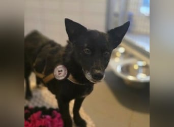 OTTILIE - schüchterne Hündin sucht verständnisvolles Zuhause