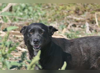 OTTILIE - schüchterne Hündin sucht verständnisvolles Zuhause