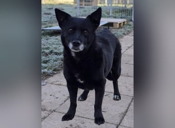 OTTILIE - schüchterne Hündin sucht verständnisvolles Zuhause