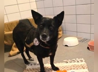 OTTILIE - schüchterne Hündin sucht verständnisvolles Zuhause