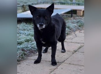 OTTILIE - schüchterne Hündin sucht verständnisvolles Zuhause