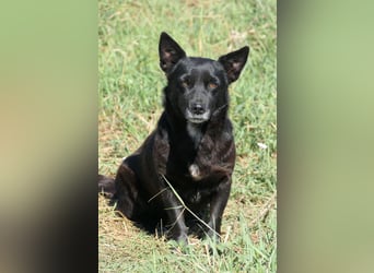 OTTILIE - schüchterne Hündin sucht verständnisvolles Zuhause