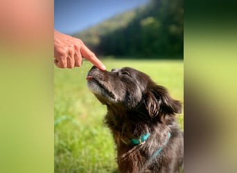 Rüde Chewbacca – treuer Kuschelbär mit großem Herz