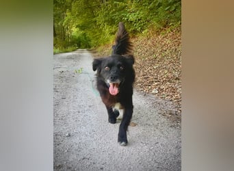 Rüde Chewbacca – treuer Kuschelbär mit großem Herz