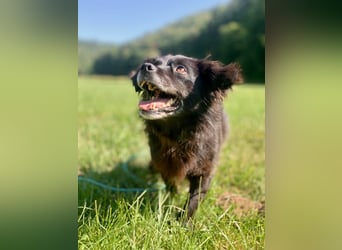 Rüde Chewbacca – treuer Kuschelbär mit großem Herz