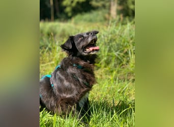 Rüde Chewbacca – treuer Kuschelbär mit großem Herz