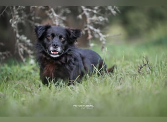 Chewbacca – ruhig, verschmust, gelehrig, lustig
