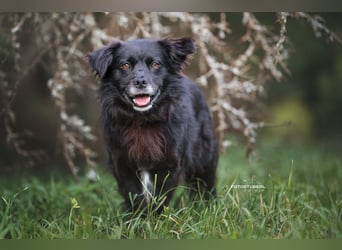 Chewbacca – ruhig, verschmust, gelehrig, lustig