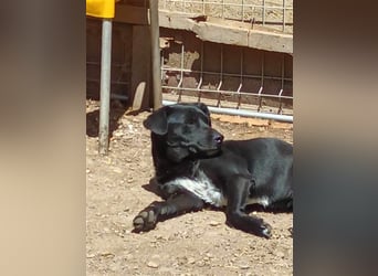 Kimberly: Liebevolle Fellnase sucht ihre Menschen