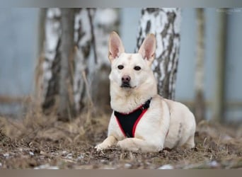 Vorsichtiger Theo sucht ruhiges Zuhause