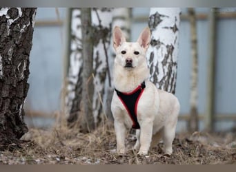 Ruhiges Zuhause für Theo gesucht