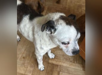 Victor-kleiner Handicaphund sucht Liebe!