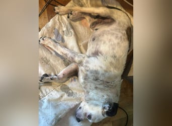 Victor-kleiner Handicaphund sucht Liebe!