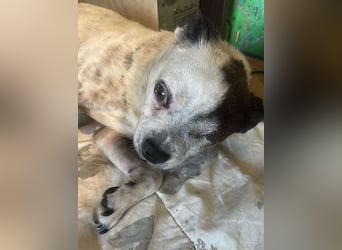 Victor-kleiner Handicaphund sucht Liebe!