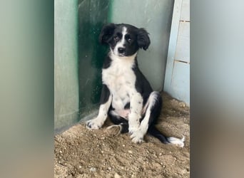 Tux, geb. ca.09/2025, lebt in GRIECHENLAND, auf einer privaten Pflegestelle