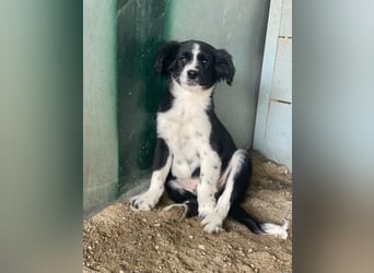 Tux, geb. ca.09/2025, lebt in GRIECHENLAND, auf einer privaten Pflegestelle