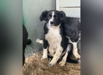 Tux, geb. ca.09/2025, lebt in GRIECHENLAND, auf einer privaten Pflegestelle