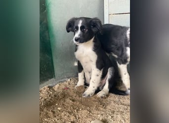 Tux, geb. ca.09/2025, lebt in GRIECHENLAND, auf einer privaten Pflegestelle