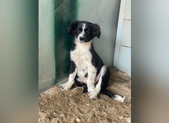 Tux, geb. ca.09/2025, lebt in GRIECHENLAND, auf einer privaten Pflegestelle