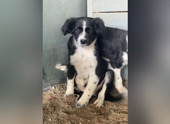 Tux, geb. ca.09/2025, lebt in GRIECHENLAND, auf einer privaten Pflegestelle