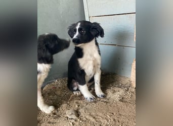 Tux, geb. ca.09/2025, lebt in GRIECHENLAND, auf einer privaten Pflegestelle