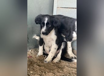 Tux, geb. ca.09/2025, lebt in GRIECHENLAND, auf einer privaten Pflegestelle