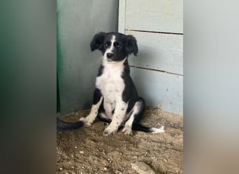 Tux, geb. ca.09/2025, lebt in GRIECHENLAND, auf einer privaten Pflegestelle