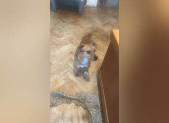 Smilla, klein, schnuckelig, süss sucht ihre Menschen