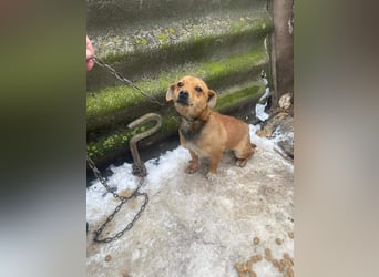 Smilla, klein, schnuckelig, süss sucht ihre Menschen