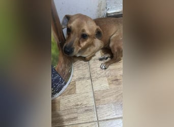 Smilla, klein, schnuckelig, süss sucht ihre Menschen