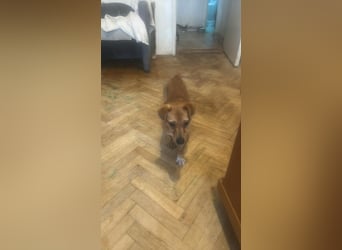 Smilla, klein, schnuckelig, süss sucht ihre Menschen