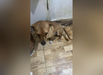 Smilla, klein, schnuckelig, süss sucht ihre Menschen