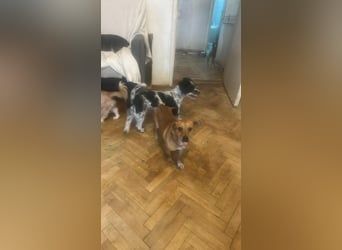 Smilla, klein, schnuckelig, süss sucht ihre Menschen