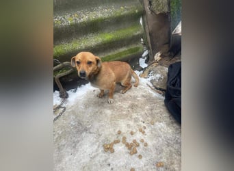 Smilla, klein, schnuckelig, süss sucht ihre Menschen