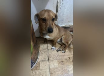 Smilla, klein, schnuckelig, süss sucht ihre Menschen