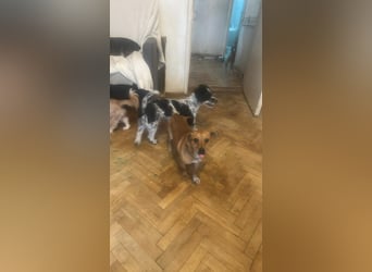 Smilla, klein, schnuckelig, süss sucht ihre Menschen