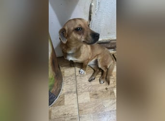 Smilla, klein, schnuckelig, süss sucht ihre Menschen