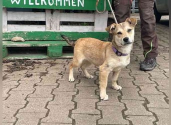 Törtchen, Mischling, geb. 10/ 2025, will die Welt erobern