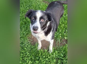 Lucky, Mischling, geb. 2016, lieber Senior, nach 6 Jahren im Shelter su. er endlich sein Zuhause