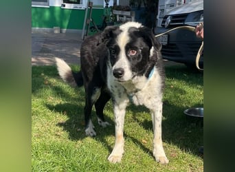 Lucky, Mischling, geb. 2016, lieber Senior, nach 6 Jahren im Shelter su. er endlich sein Zuhause