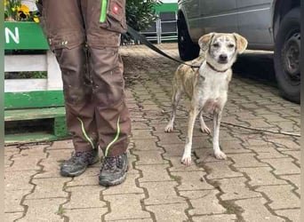 Nele, Mischling, geb. 2025, anfangs schüchtern, gern als Zweithund