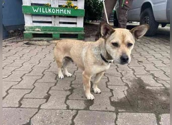 Wooki, kl. Mischling, geb.2023, will die Welt entdecken