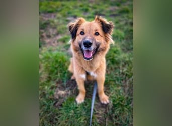 Teddy, Mischling, geb. 2023, su. ein Zuhause mit Garten